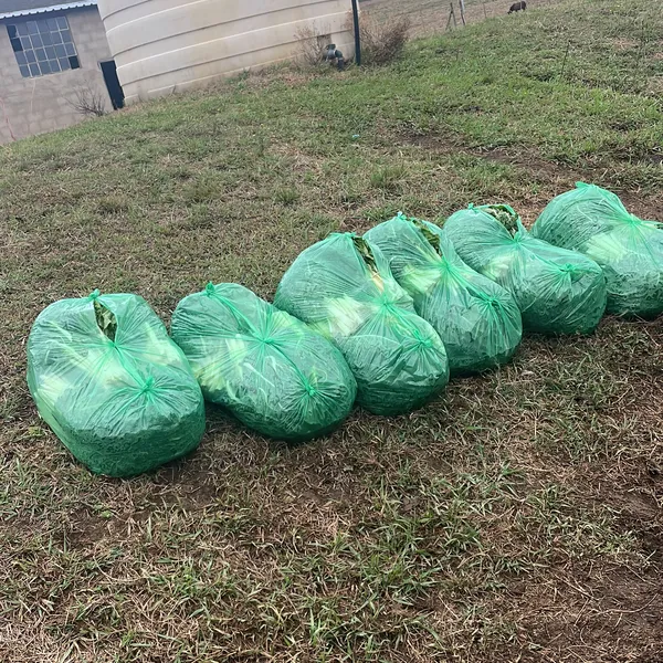 Bag Spinach (10 count)