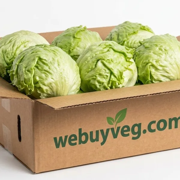 Box lettuce(10 count)