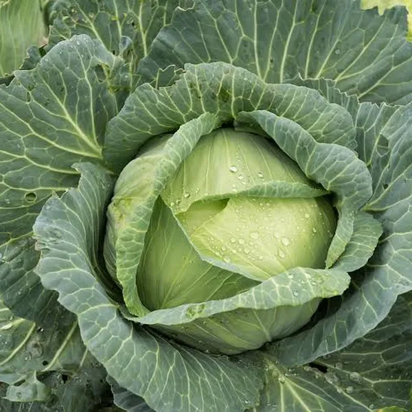Cabbage head