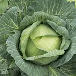 100 Cabbage